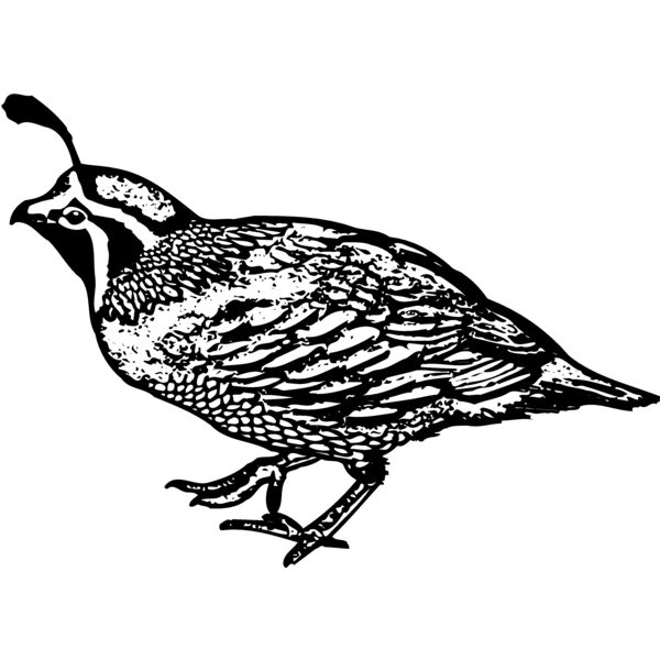 BIRD068 Thumbnail