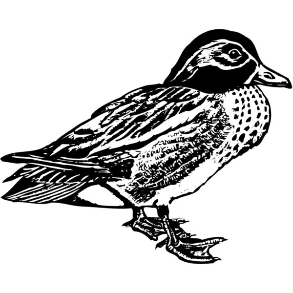BIRD094 Thumbnail